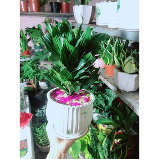 Chậu Cây Phát Tài Lá