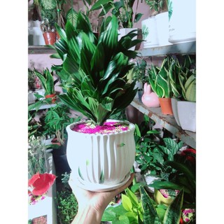 Chậu Cây Phát Tài Lá