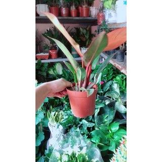 Đế Vương Đỏ Phong Thuỷ Tốt