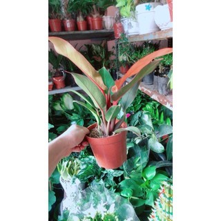 Đế Vương Đỏ Phong Thuỷ Tốt