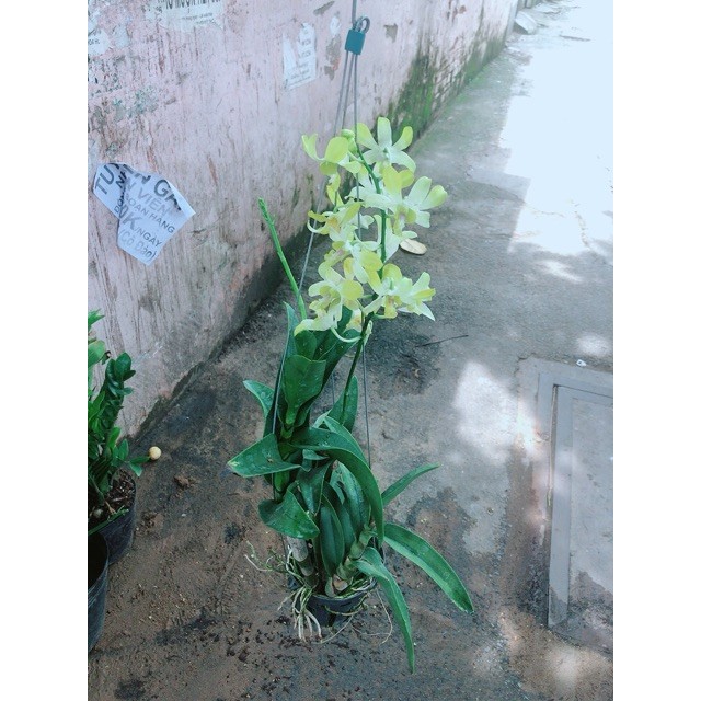 Lan Dendro Vàng Nhạt