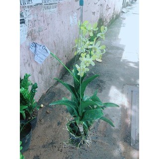 Lan Dendro Vàng Nhạt