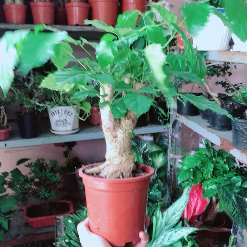 Cây Hạnh Phúc
