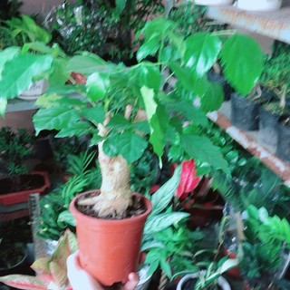 Cây Hạnh Phúc