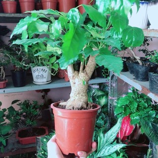Cây Hạnh Phúc