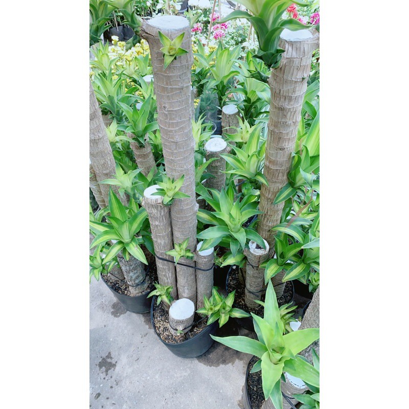 Thiết Mộc Lan 1m4