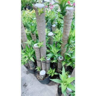 Thiết Mộc Lan 1m4