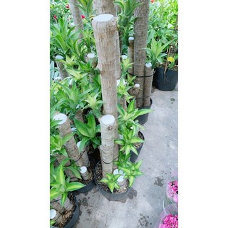 Thiết Mộc Lan 1m4