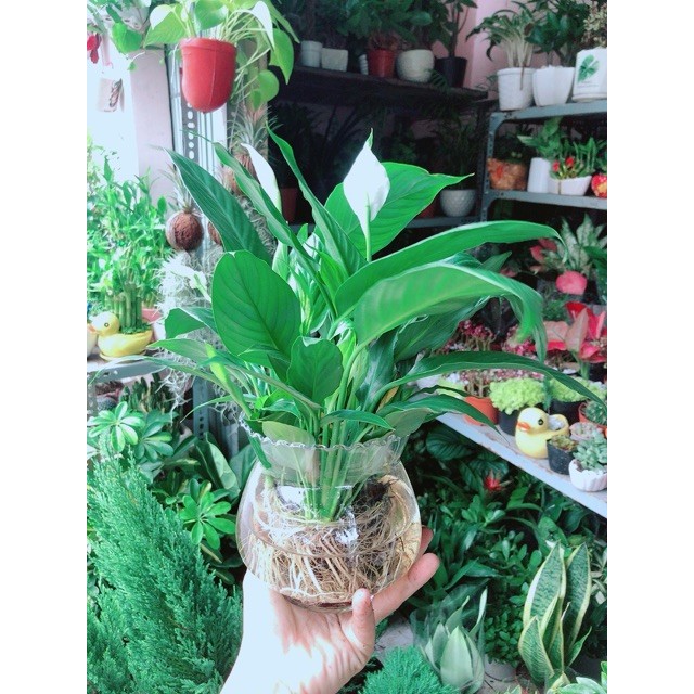Chậu Cây Lan Ý Thuỷ Sinh