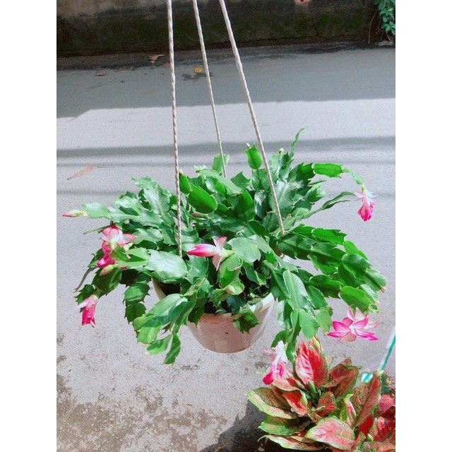 Chậu Tiểu Quỳnh (Càng Cua)