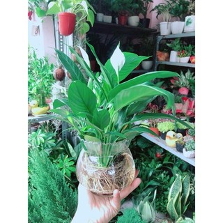 Chậu Cây Lan Ý Thuỷ Sinh