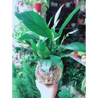 Chậu Cây Lan Ý Thuỷ Sinh