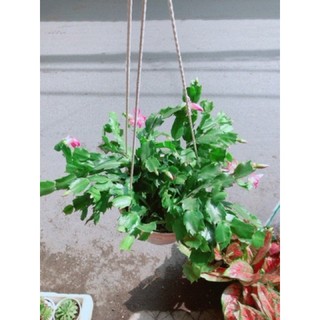 Chậu Tiểu Quỳnh (Càng Cua)