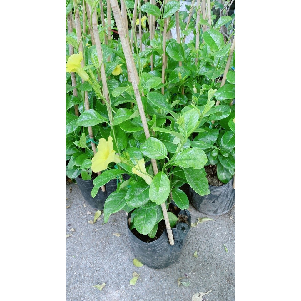 Cây Huỳnh Đệ(huỳnh anh vàng,trang đài vàng)