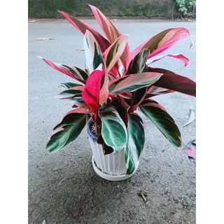 Chậu Cây Chuối Hoàng Yến