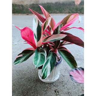 Chậu Cây Chuối Hoàng Yến
