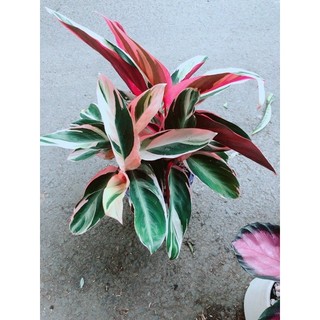 Chậu Cây Chuối Hoàng Yến