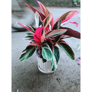 Chậu Cây Chuối Hoàng Yến