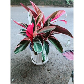 Chậu Cây Chuối Hoàng Yến