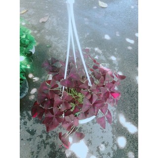 Chậu Cây Bướm Đêm