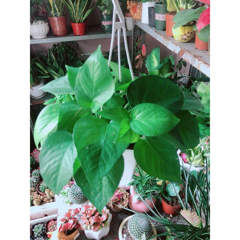 Trầu Bà Thái (vàng,xanh)