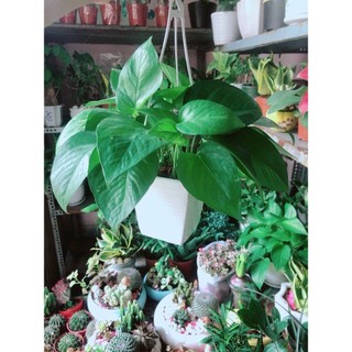Trầu Bà Thái (vàng,xanh)