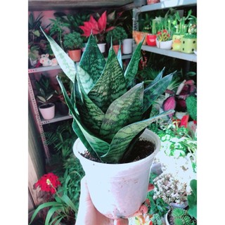Lưỡi Hổ Thái Xanh