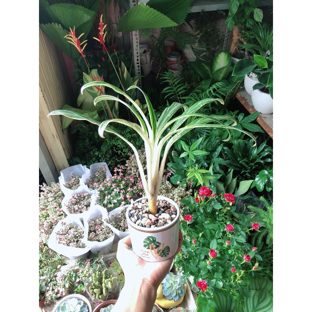 Chậu Cây Giữ Tiền