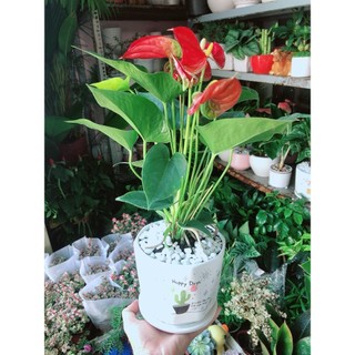 Chậu Cây Hồng Môn