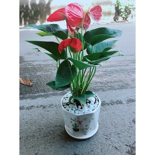Chậu Cây Hồng Môn