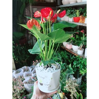 Chậu Cây Hồng Môn