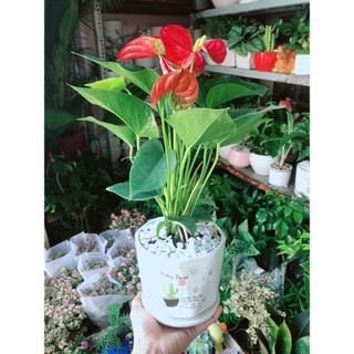Chậu Cây Hồng Môn