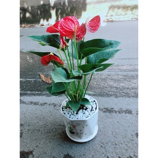 Chậu Cây Hồng Môn