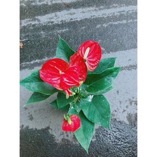 Chậu Cây Hồng Môn