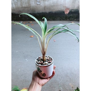 Chậu Cây Giữ Tiền