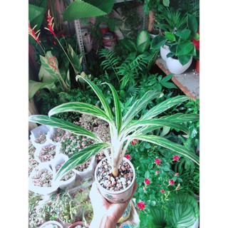 Chậu Cây Giữ Tiền