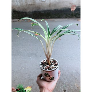 Chậu Cây Giữ Tiền