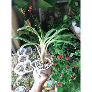 Chậu Cây Giữ Tiền