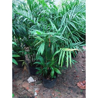 Cây Cau Hâi Size Lớn