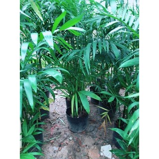 Cây Cau Hâi Size Lớn