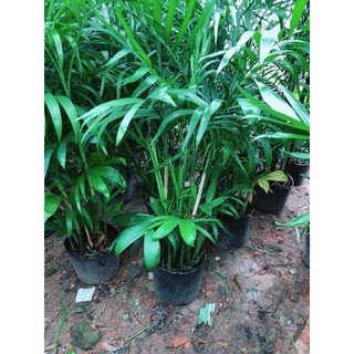 Cây Cau Hâi Size Lớn
