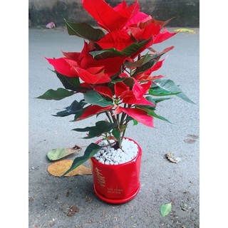 Chậu Cây Trạng Nguyên