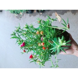Hoa Mười Giờ 3 Màu