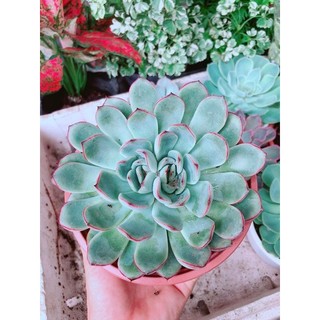 Sen đá viền hồng size đại