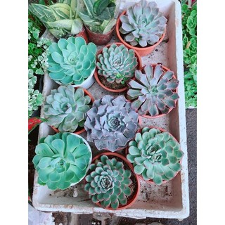Sen đá viền hồng size đại