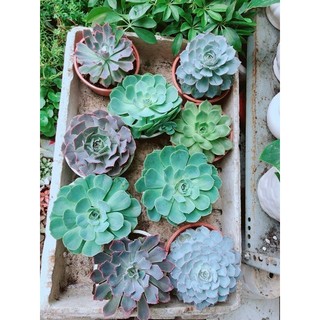 Sen đá viền hồng size đại