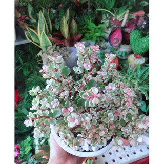 Chậu Cây Cành Vàng Lá Ngọc