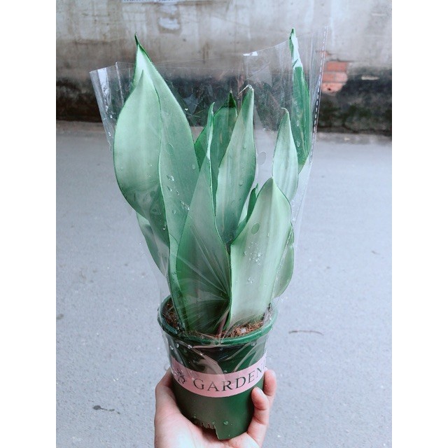 Chậu Lưỡi Hổ Bạc