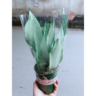 Chậu Lưỡi Hổ Bạc