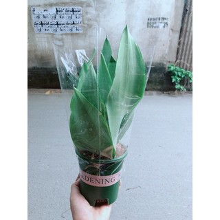 Chậu Lưỡi Hổ Bạc